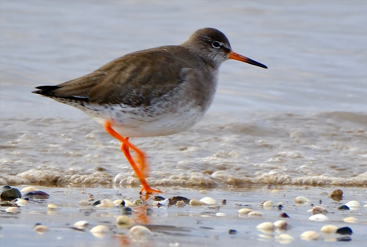 Redshank on the Shore - John Wilson